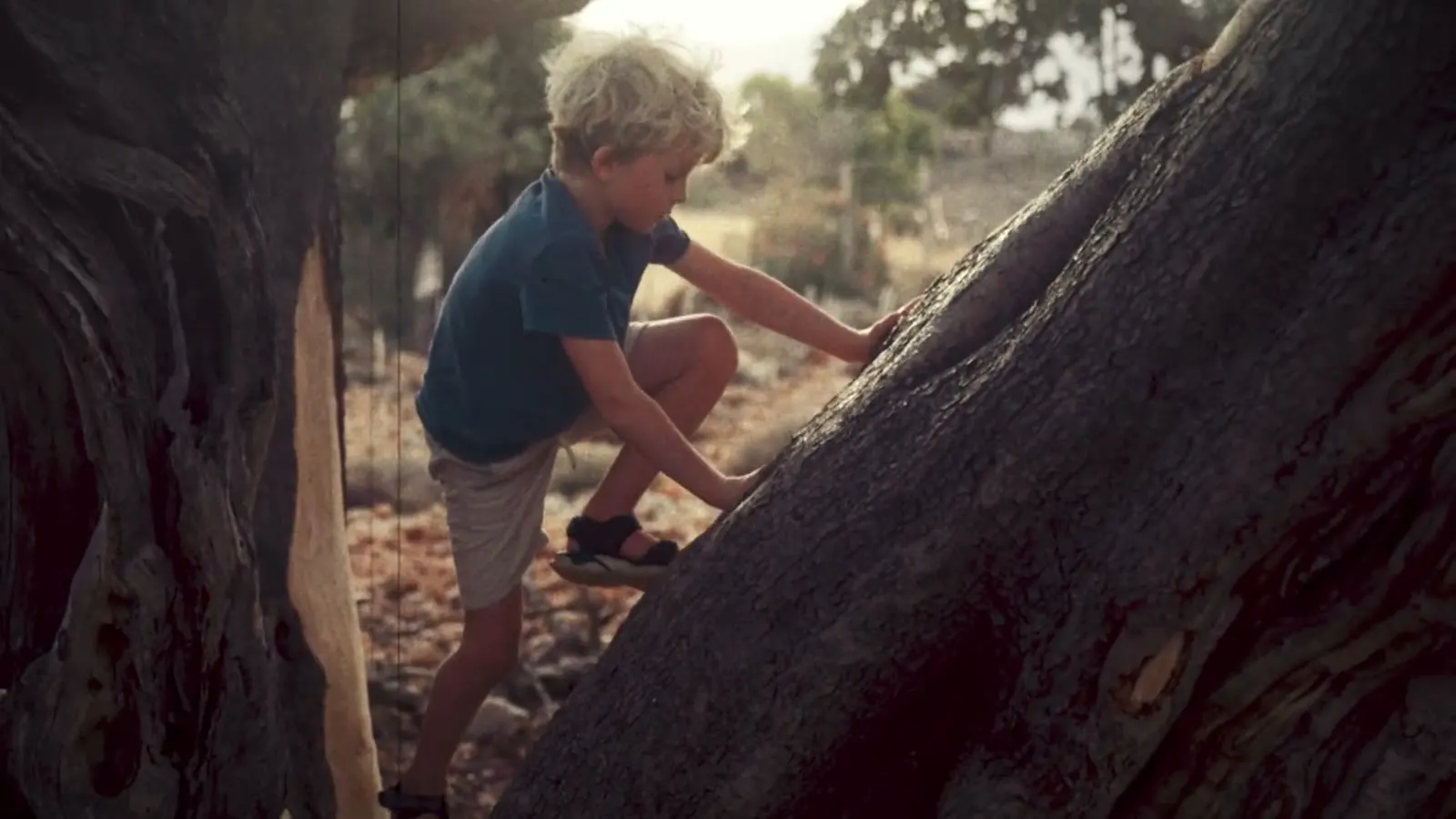 Niño trepando a un árbol